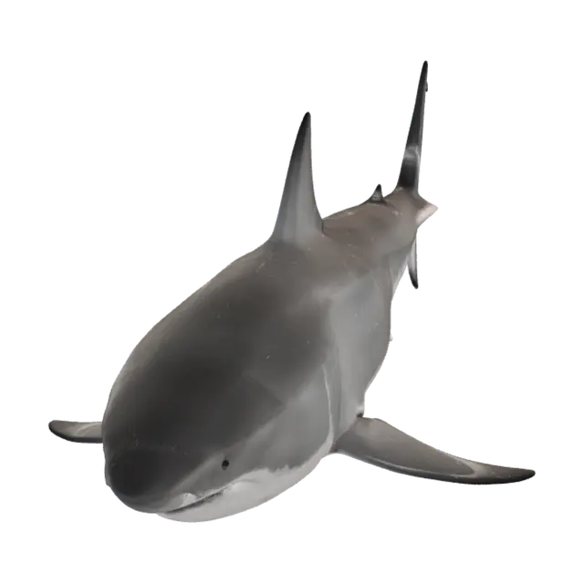 3D model for Great White Shark Underwater