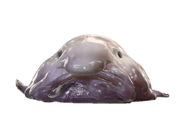 3D model for Pale Curve in the Dark