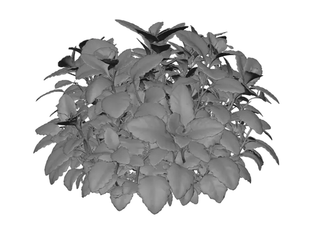 3D model for Mint Plant in Pot