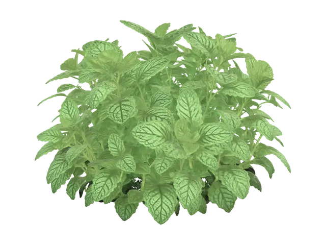 3D model for Mint Plant in Pot