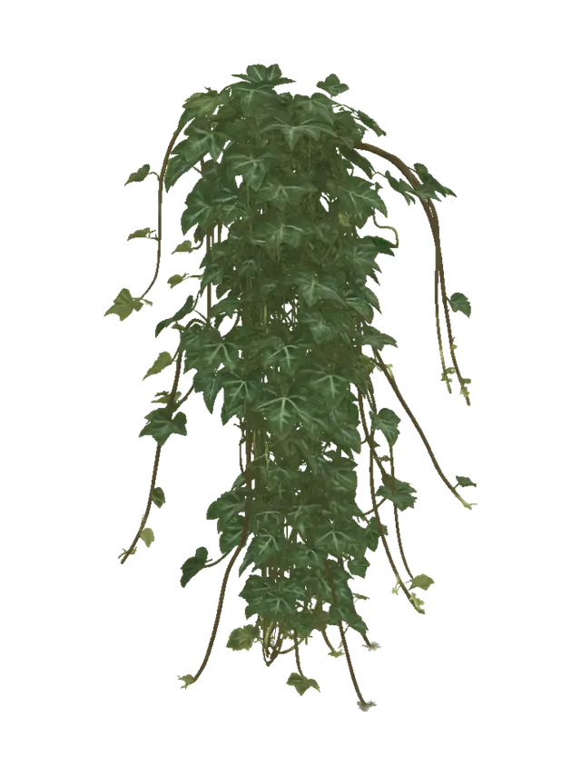3D model for Hanging Ivy