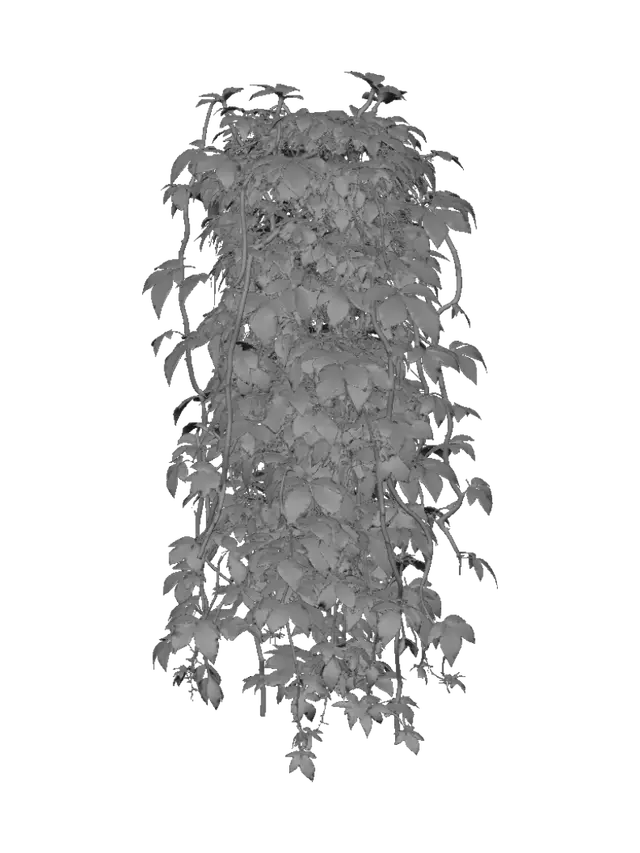 3D model for Autumn Virginia Creeper