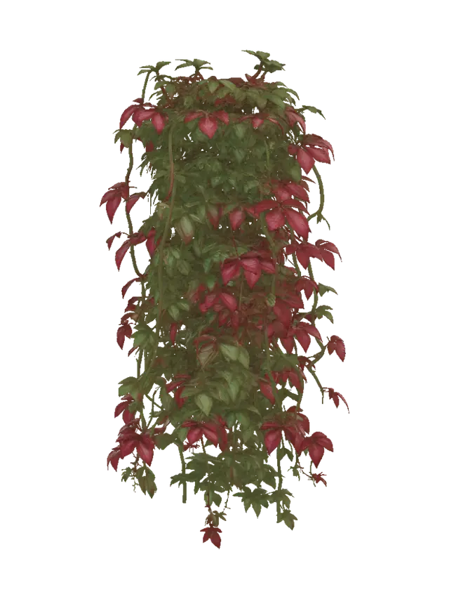 3D model for Autumn Virginia Creeper