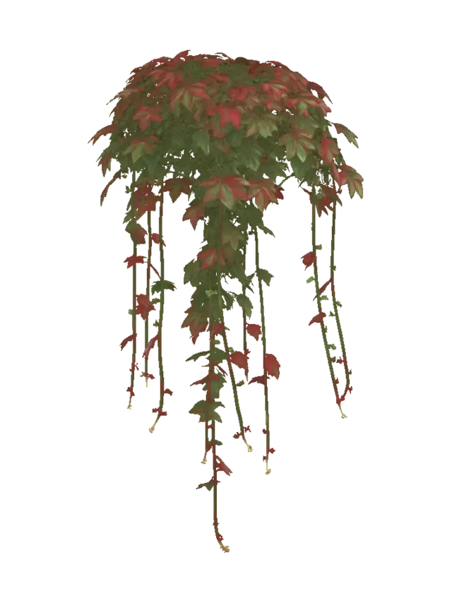 3D model for Crimson Cascade Virginia Creeper