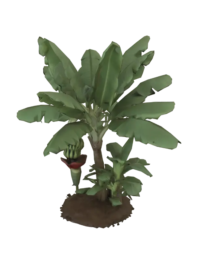 3D model for Banana Plant with Banana Cluster and Purple Flower