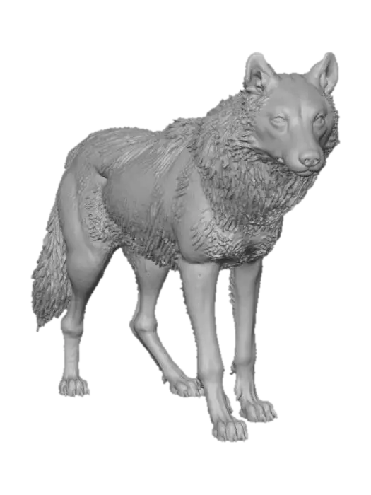 3D model for A highly realistic grey wolf 3D model, meticulously detailed to resemble photogrammetry. Its dense fur features varying shades of grey and brown, showcasing individual strands and natural texture. The powerful canine physique exhibits taut muscles and defined bone structure, captured in a watchful, neutral stance. Its keen eyes and lifelike realism convey authentic wild character.