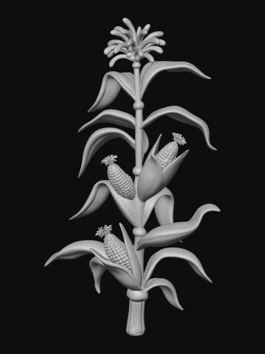 3D model for Corn stalk with ears