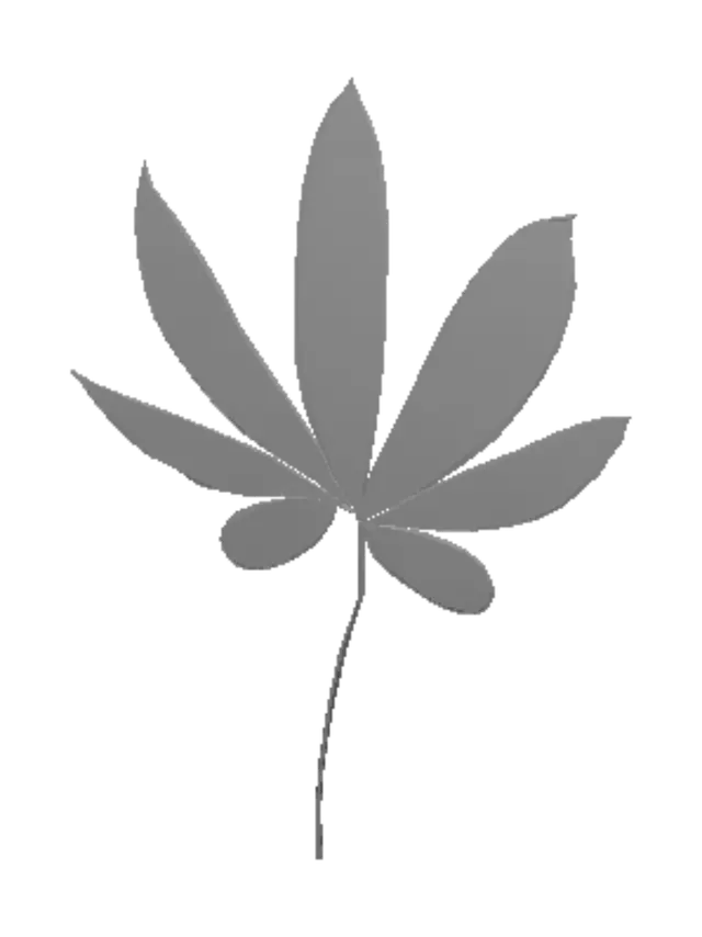 3D model for Palmately Compound Leaf