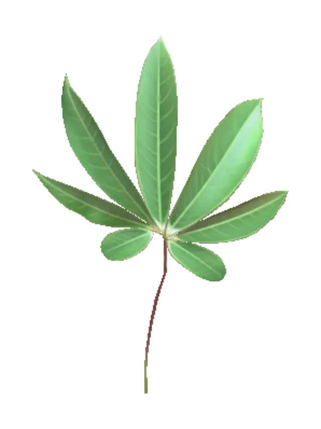 3D model for Palmately Compound Leaf
