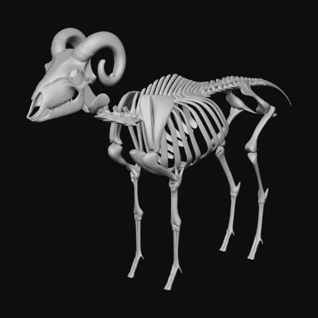 3D model for Ram Skeleton