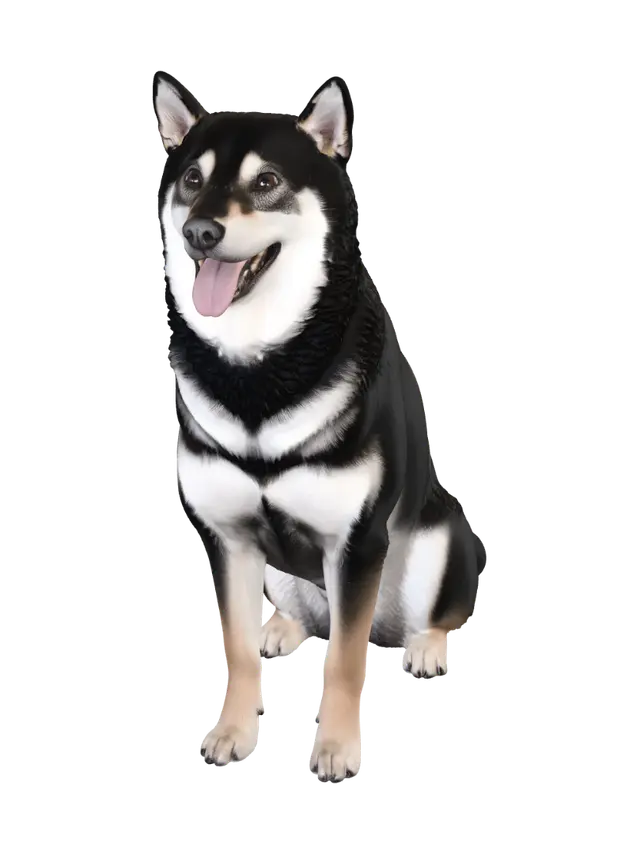 3D model for Smiling Shiba