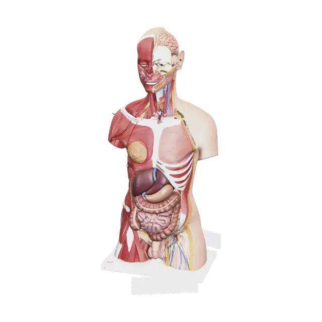 Modern Torso Anatomy - Humanbody 3D model, vytvořený pomocí AI
