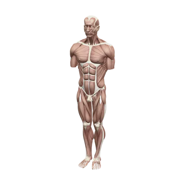 Stylized Torso Anatomy - Humanbody 3D model, vytvořený pomocí AI
