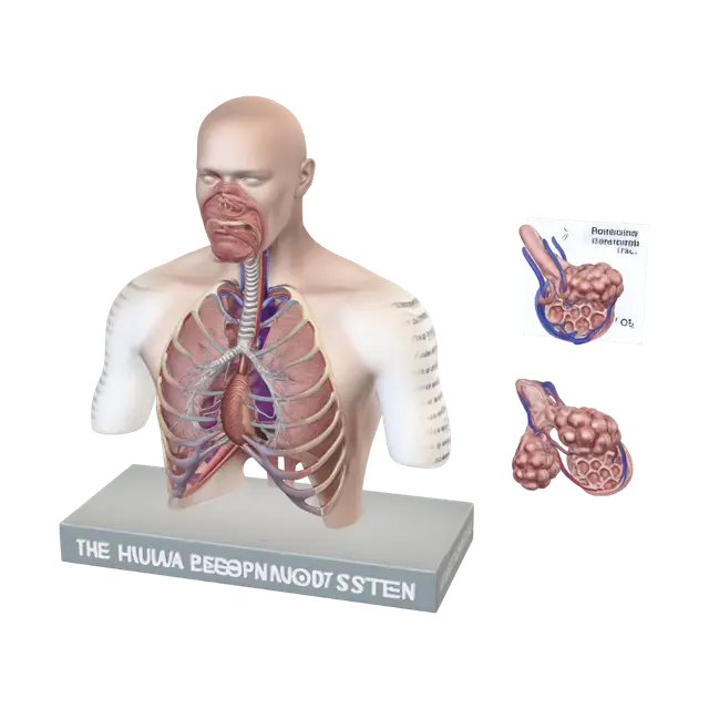 3D model for The Human Respiratory System Diagram
