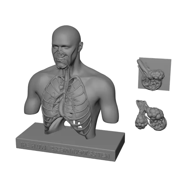 3D model for The Human Respiratory System Diagram