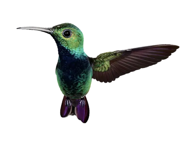 3D model for Emerald Hummingbird in Flight