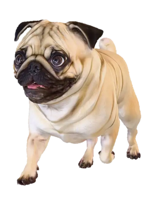pug_runningB.png - Friend 3D model, vytvořený pomocí AI