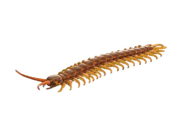Scolopendra_cingulata - Centipede 3D model, vytvořený pomocí AI