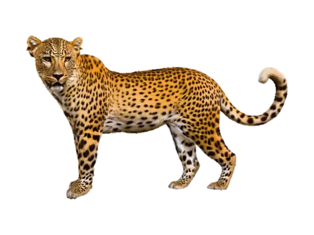 3D model for Majestic Leopard
