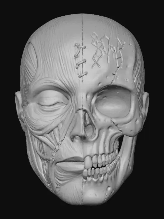 3D model for Anatomical Dichotomy, #Halloween2025#