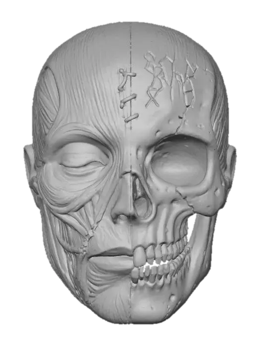 3D model for Anatomical Dichotomy, #Halloween2025#