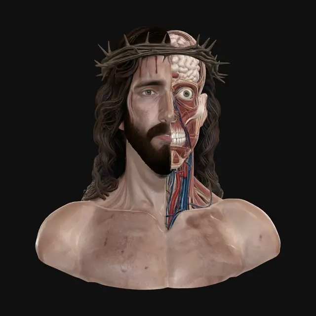 3D model for anatomical split-view