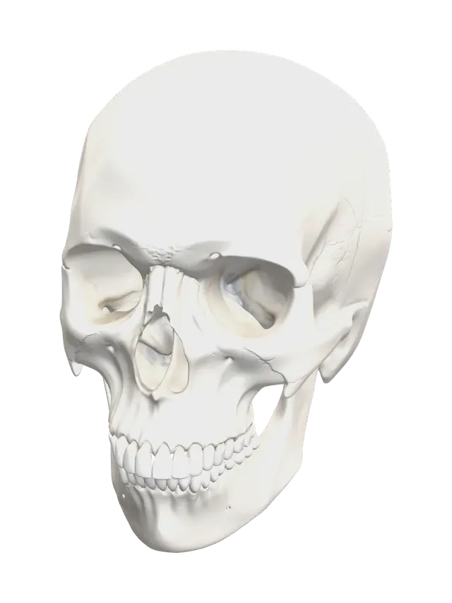 3D model for Ornate Human Skull Anatomy