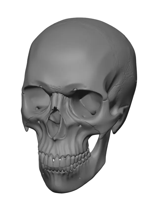 3D model for Ornate Human Skull Anatomy
