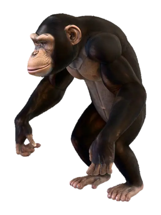 A highly realistic 3D model of an adult chimpanzee, standing on all fours in a… 3D model, vytvořený pomocí AI