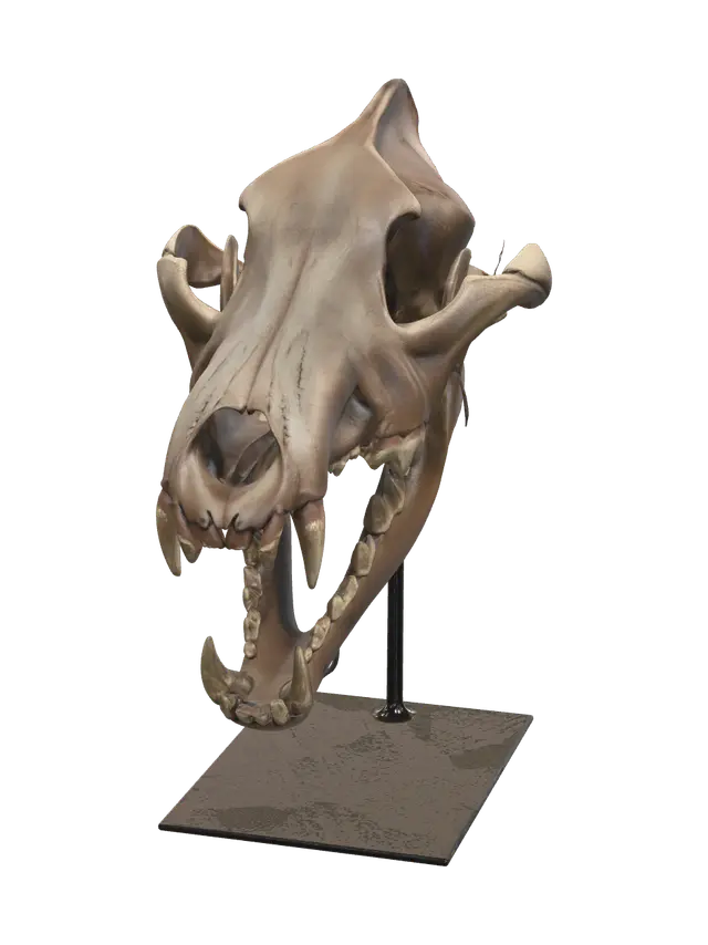 3D model for Realistic Wolf Skull