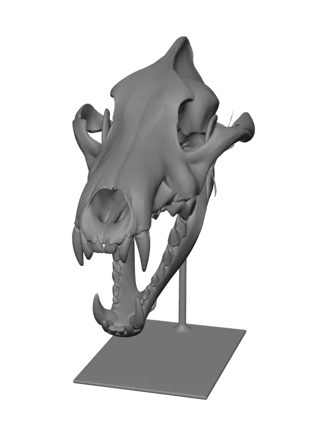 3D model for Realistic Wolf Skull