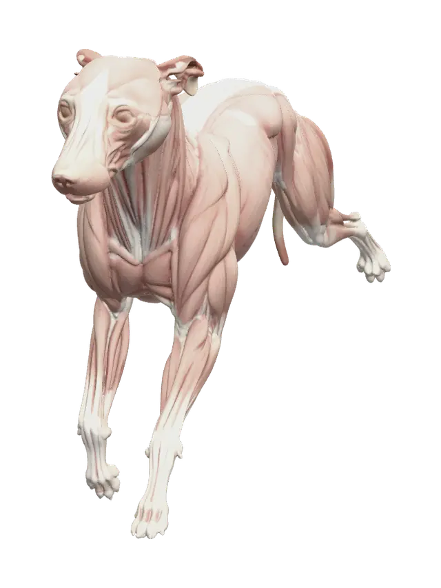 3D model for Fantasy Greyhound
