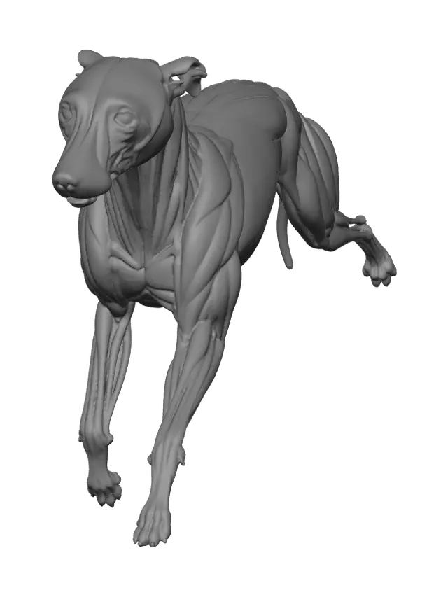 3D model for Fantasy Greyhound