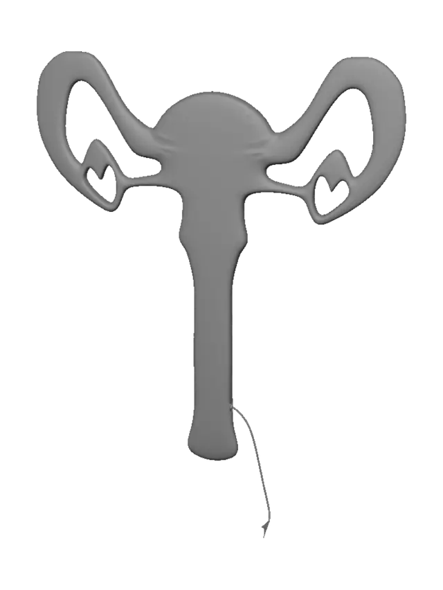 3D model for Crimson Uterus Model