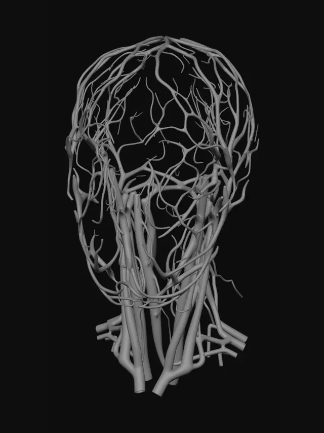 3D model for Vascular Portrait
