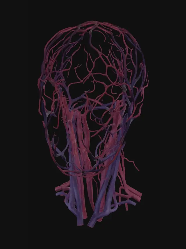 3D model for Vascular Portrait
