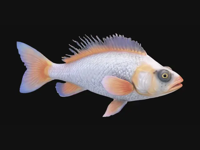 3D model for beautiful realistic ultradetailed hd ocean open sea fish