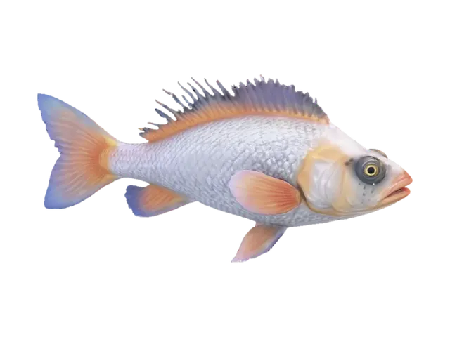 3D model for beautiful realistic ultradetailed hd ocean open sea fish