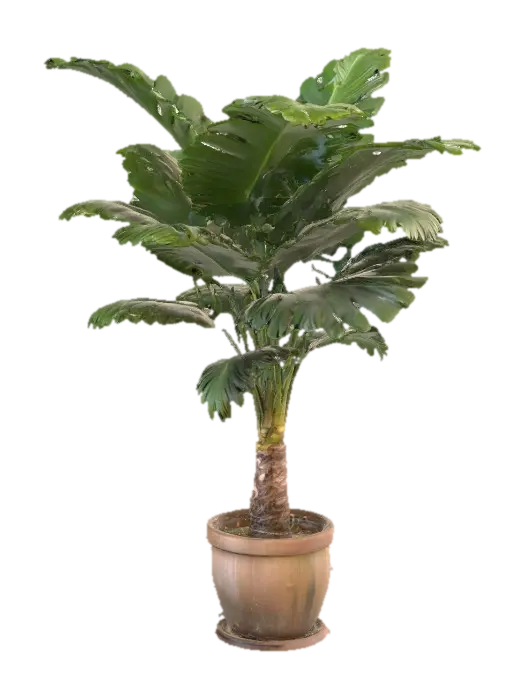 Home big palm plant in the pot 3D model, vytvořený pomocí AI