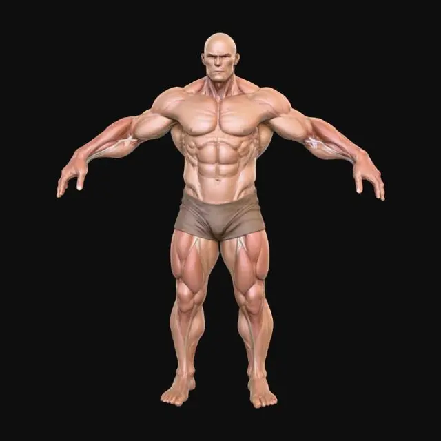 3D model for Titanic Physique