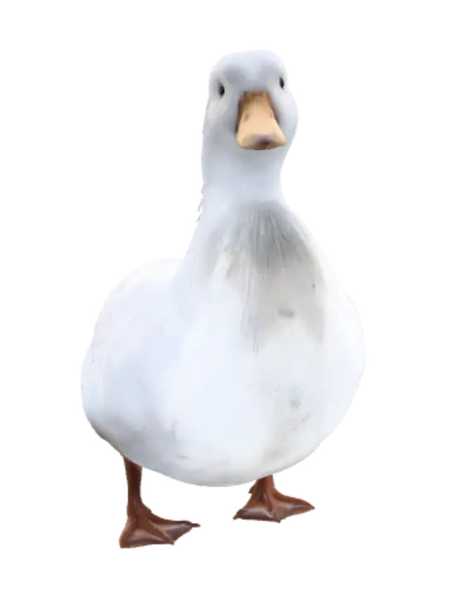 3D model for Snowy Duck by the Water
