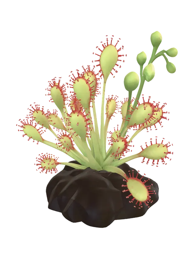 3D model for Low-Poly Sundew Garden