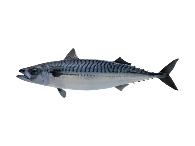 Atlantic Mackerel 3D model, vytvořený pomocí AI