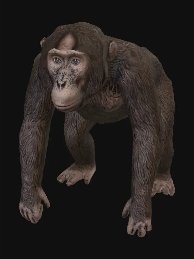 3D model for Crouching Gorilla