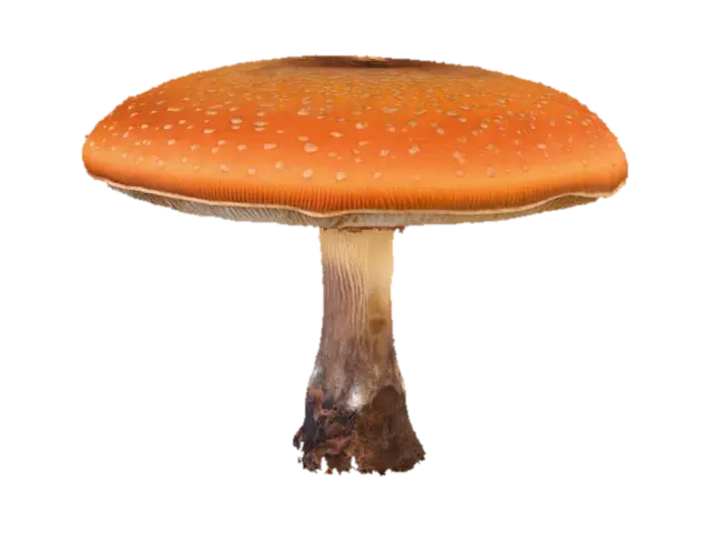 3D model for Forest Giant