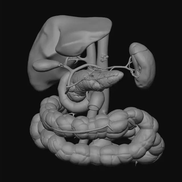 3D model for Neon Pancreas and Digestive System Anatomy