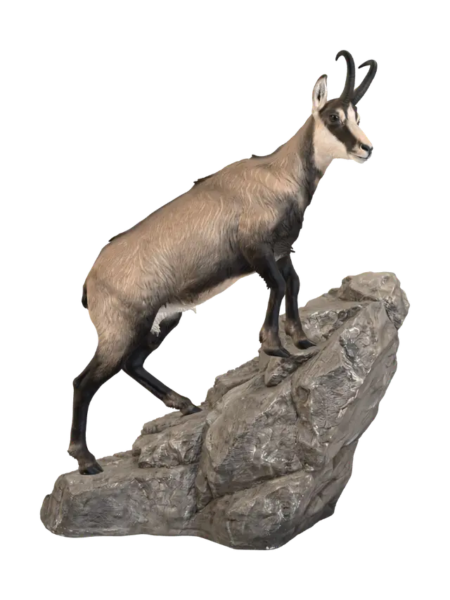 Chamois des Alpes réaliste 3D model, vytvořený pomocí AI