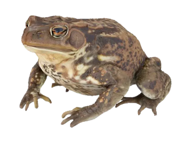 Toad 3D model, vytvořený pomocí AI