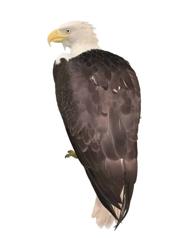 3D model for Bald Eagle in a Green Enclosure