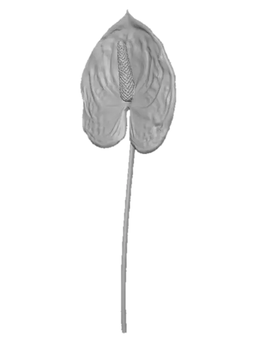 3D model for Purple Anthurium Blossom